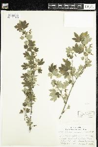 Ribes hirtellum image