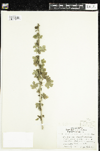 Ribes hirtellum image