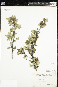 Ribes hirtellum image
