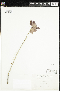 Ribes hirtellum image