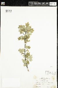 Ribes hirtellum image