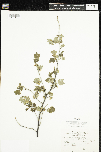 Ribes hirtellum image