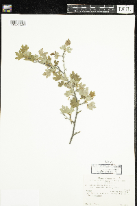 Ribes hirtellum image