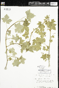 Ribes glandulosum image