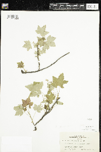 Ribes glandulosum image