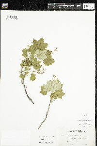 Ribes glandulosum image