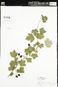 Ribes cynosbati image