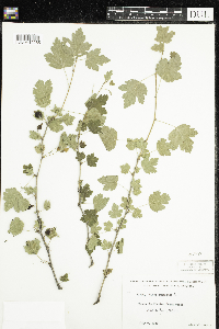 Ribes cynosbati image