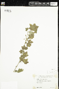 Ribes cynosbati image