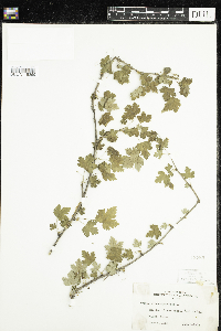 Ribes cynosbati image