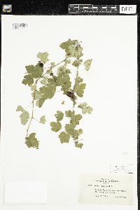 Ribes cynosbati image
