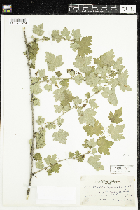 Ribes cynosbati image