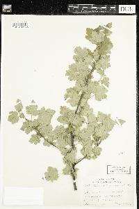 Ribes cynosbati image