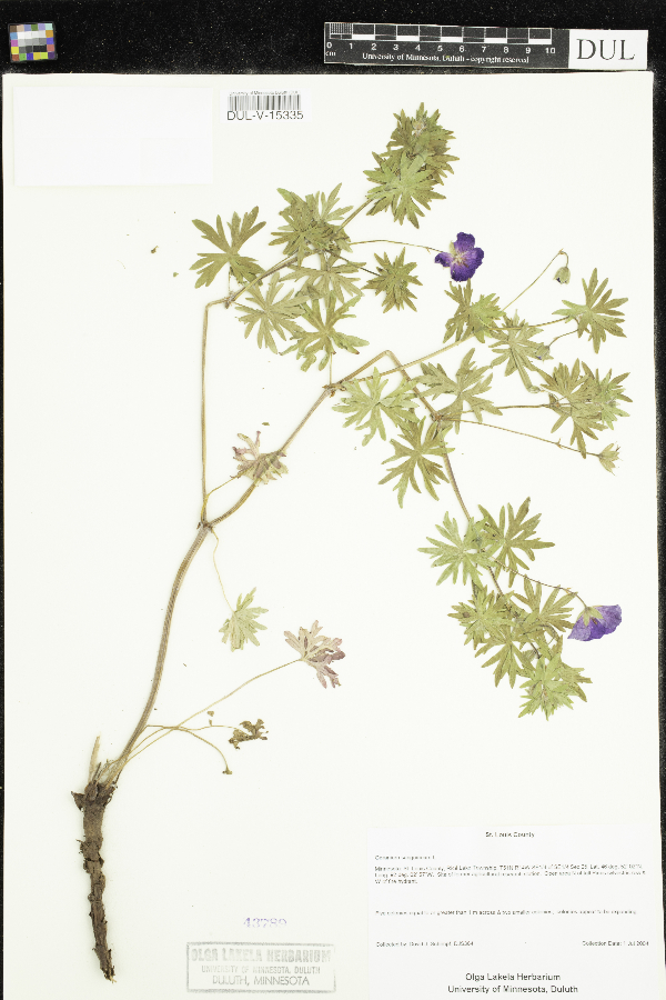 Geranium sanguineum image