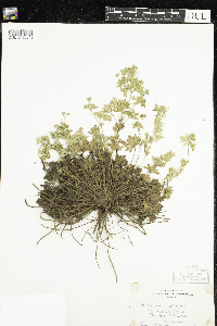 Media resource of Geranium pusillum