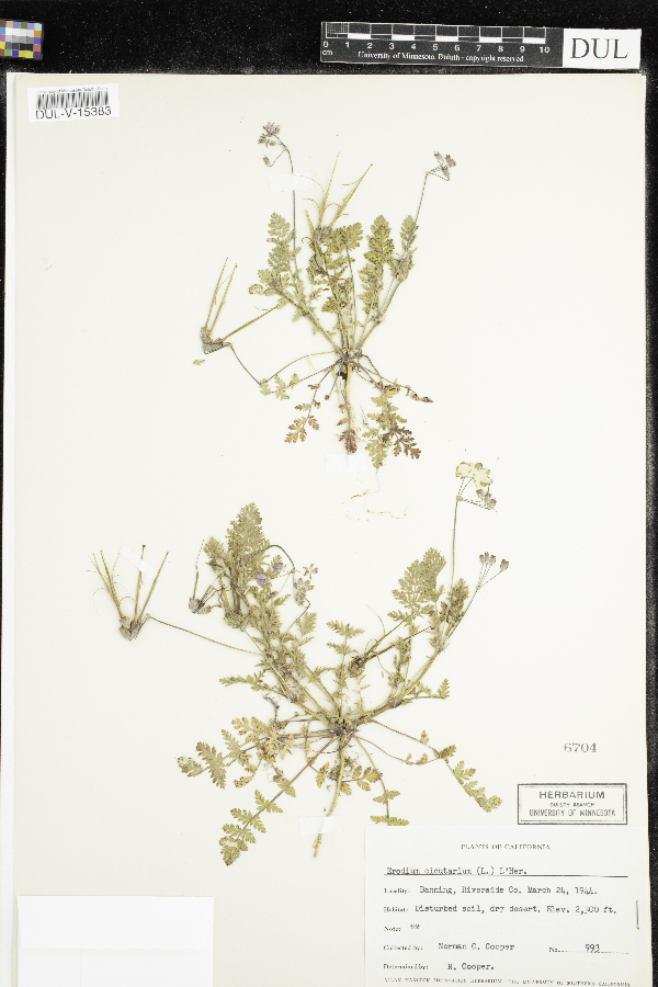 Erodium cicutarium image