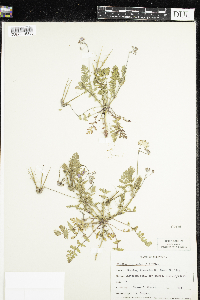 Image of Erodium cicutarium
