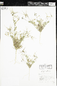 Erodium cicutarium image