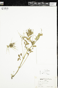 Erodium cicutarium image