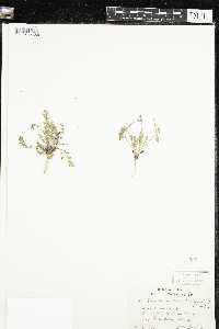 Erodium cicutarium image