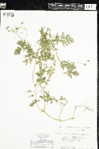Erodium cicutarium image