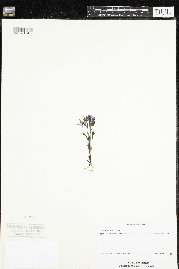 Lomatogonium rotatum image