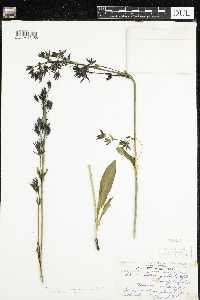 Lomatogonium rotatum image