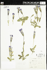 Gentianopsis thermalis image