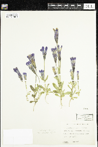 Gentianopsis thermalis image