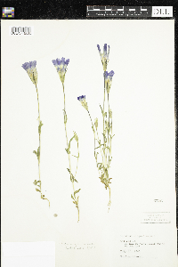 Gentianopsis thermalis image