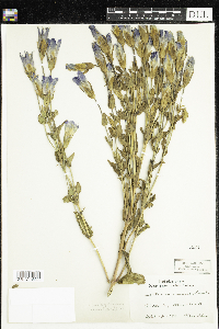 Media resource of Gentianopsis crinita