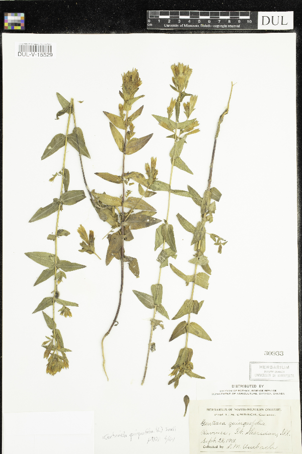 Gentianella quinquefolia subsp. quinquefolia image