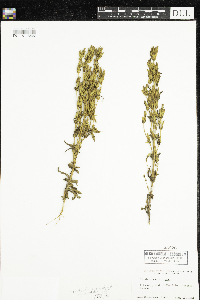 Gentianella acuta image