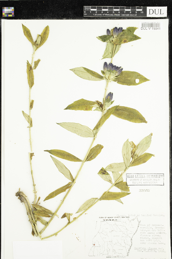 Gentiana clausa image