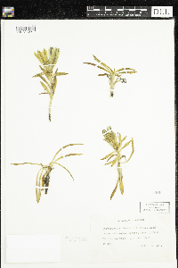 Image of Dasystephana romanzovii