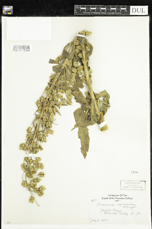 Frasera speciosa image