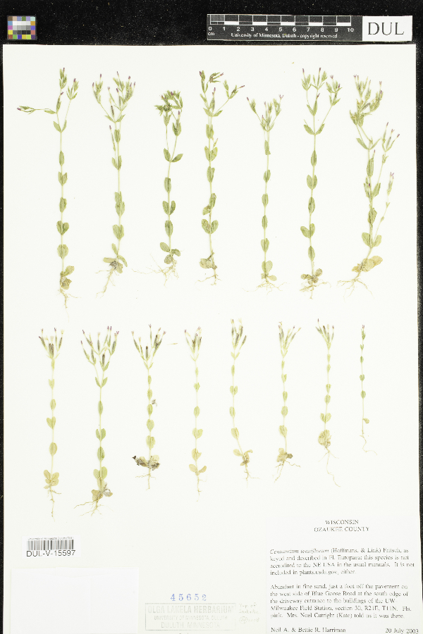 Centaurium tenuiflorum image