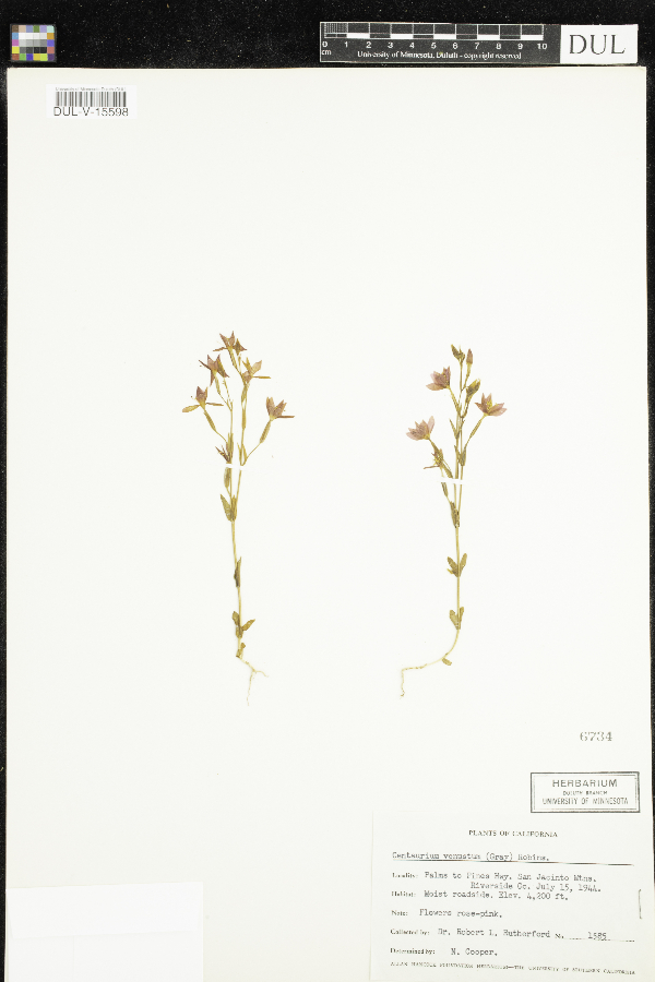 Centaurium venustum image