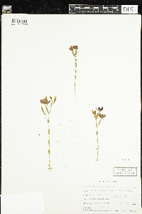 Centaurium venustum image