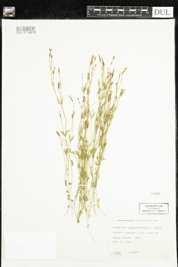 Centaurium exaltatum image