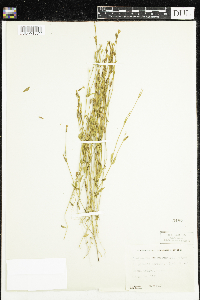 Centaurium exaltatum image