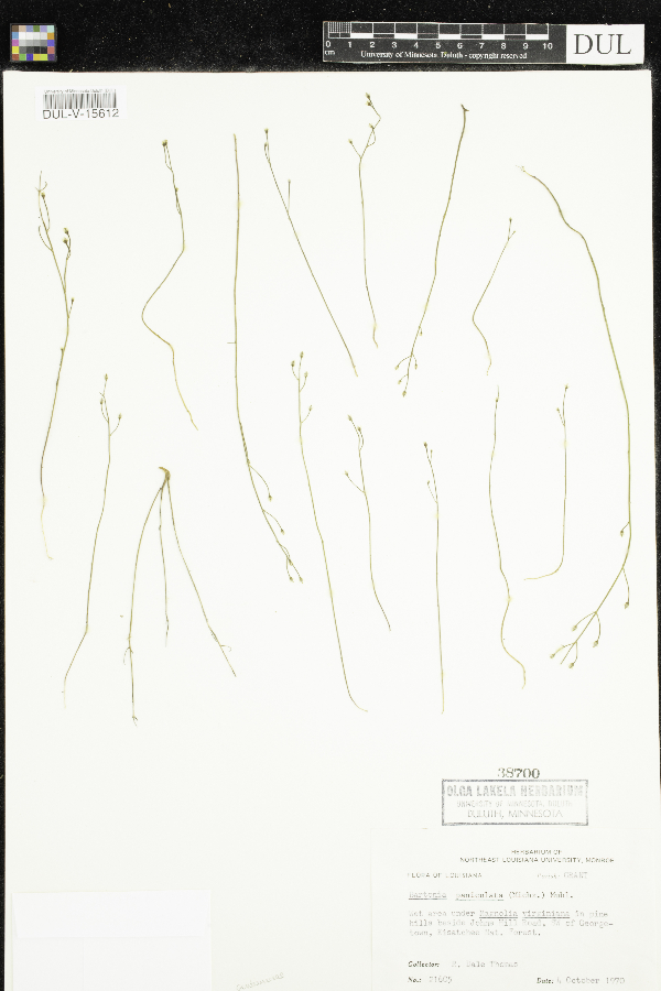 Bartonia image