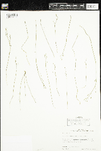 Image of Bartonia paniculata