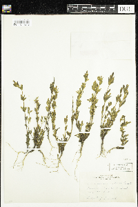 Gentianella acuta image