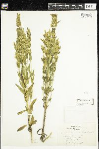 Gentianella acuta image