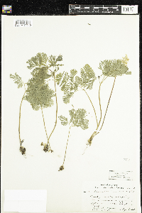 Dicentra cucullaria image