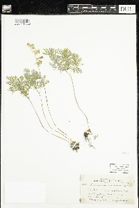 Dicentra cucullaria image