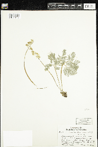 Dicentra cucullaria image