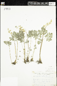 Dicentra cucullaria image