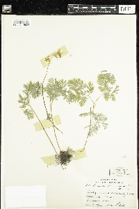 Dicentra cucullaria image